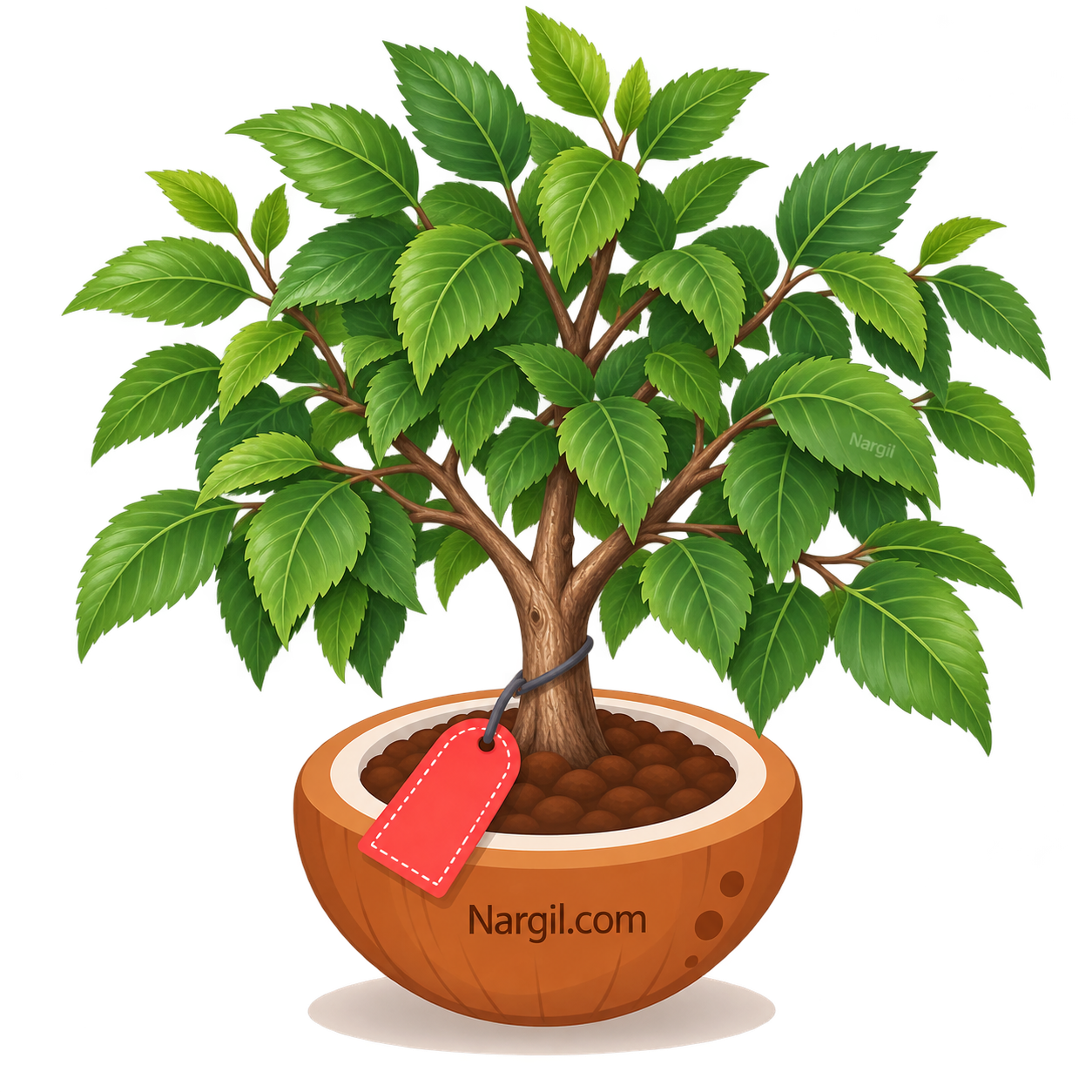 Nargil_Ulmus carpinifolia